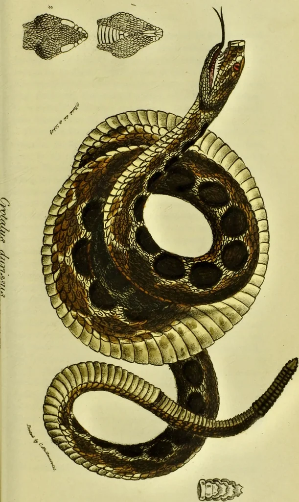 An illustration from Medical zoology and mineralogy. Or, Illustrations and descriptions of the animals and minerals employed in medicine, and of the preparations derived from them; including also an account of animal and mineral poisons, with figures coloured from nature / [John Stephenson]., 1832, leaf 87