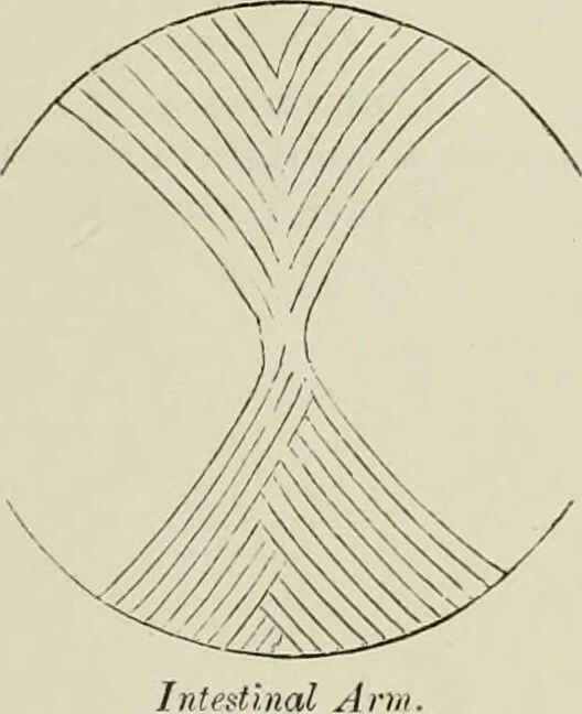 An illustration from The physiognomy of diseases / [George Corfe]., 1849, leaf 165