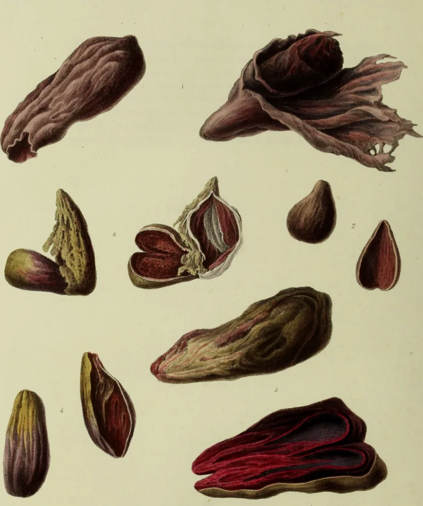 An illustration from Graphic illustrations of abortion and the diseases of menstruation / Consisting of twelve plates from drawings engraved on stone, and coloured by Mr. J. Perry, and two copper-plates from the Philosophical transactions coloured by the same artist : the whole representing forty-five specimens of aborted ova and adventitious productions of the uterus : with preliminary observations, explanations of the figures, and remarks, anatomical and physiological. By A. B. Granville., 1833, leaf 116