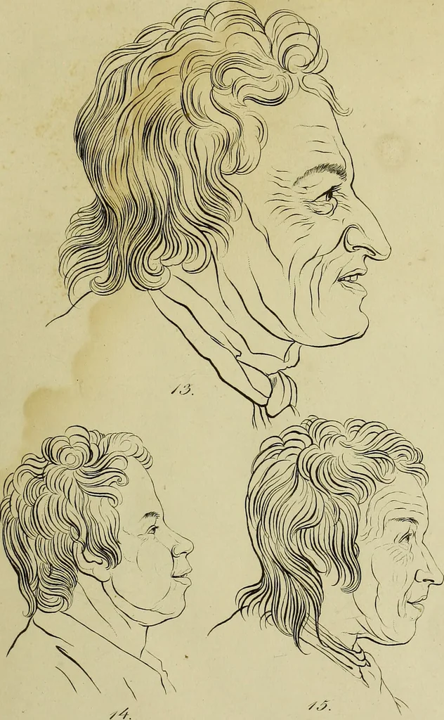 An illustration from La physiognomonie, ou l'art de connaître les hommes d'après les traits de leur physionomie, leurs rupports avec les divers animaux, leur penchans. ... / Lavater., 1841, leaf 323