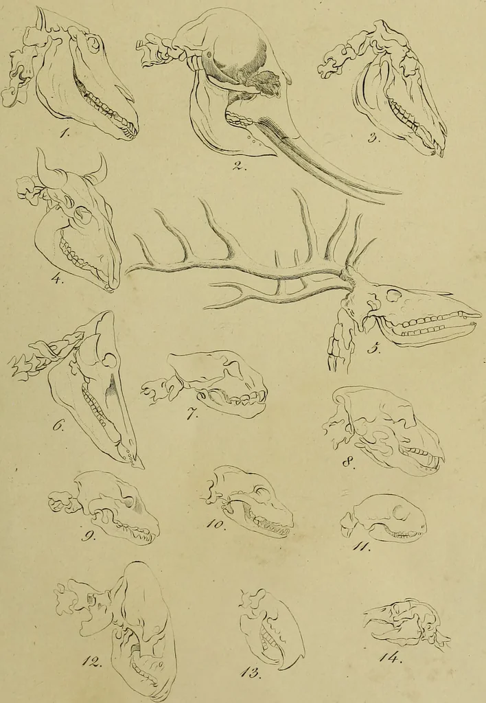 An illustration from La physiognomonie, ou l'art de connaître les hommes d'après les traits de leur physionomie, leurs rupports avec les divers animaux, leur penchans. ... / Lavater., 1841, leaf 399
