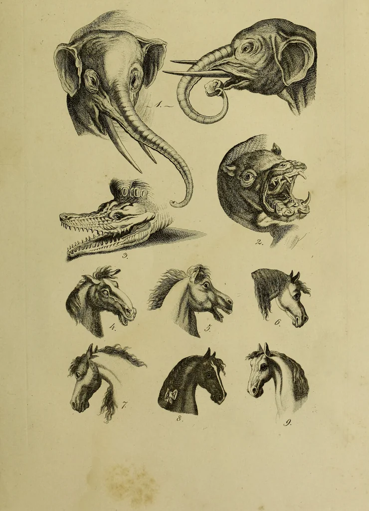 An illustration from La physiognomonie, ou l'art de connaître les hommes d'après les traits de leur physionomie, leurs rupports avec les divers animaux, leur penchans. ... / Lavater., 1841, leaf 403