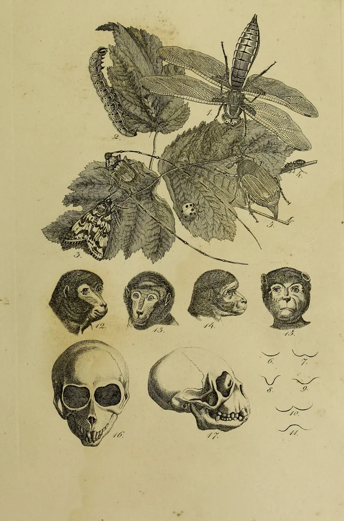 An illustration from La physiognomonie, ou l'art de connaître les hommes d'après les traits de leur physionomie, leurs rupports avec les divers animaux, leur penchans. ... / Lavater., 1841, leaf 409