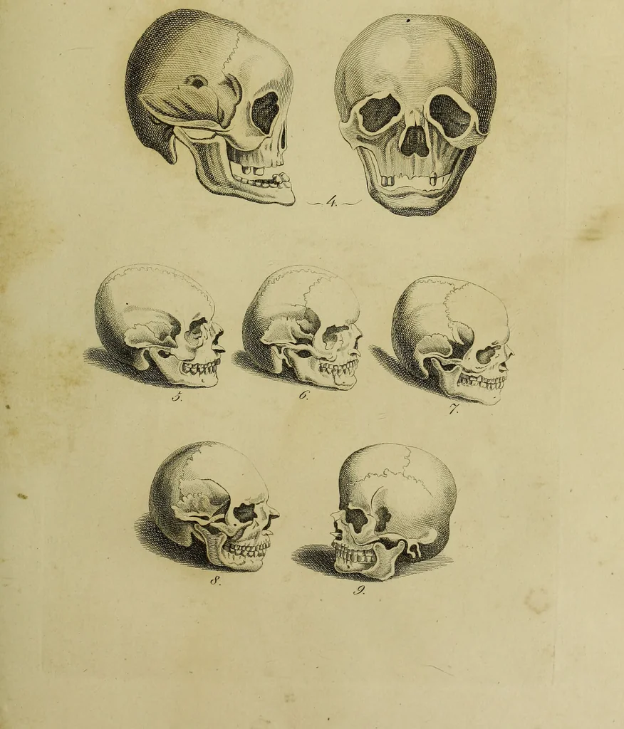 An illustration from La physiognomonie, ou l'art de connaître les hommes d'après les traits de leur physionomie, leurs rupports avec les divers animaux, leur penchans. ... / Lavater., 1841, leaf 413