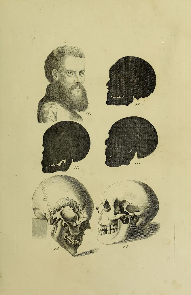 An illustration from La physiognomonie, ou l'art de connaître les hommes d'après les traits de leur physionomie, leurs rupports avec les divers animaux, leur penchans. ... / Lavater., 1841, leaf 415