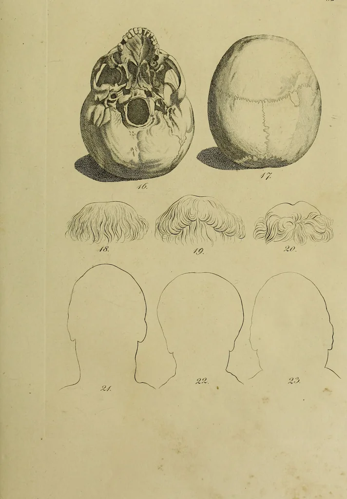 An illustration from La physiognomonie, ou l'art de connaître les hommes d'après les traits de leur physionomie, leurs rupports avec les divers animaux, leur penchans. ... / Lavater., 1841, leaf 417