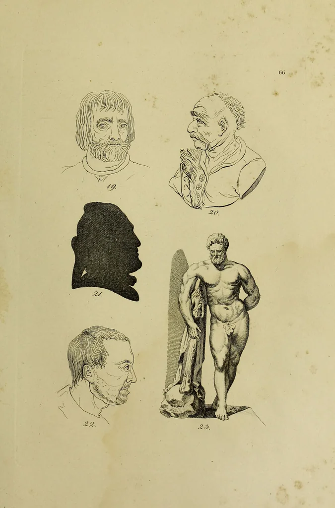 An illustration from La physiognomonie, ou l'art de connaître les hommes d'après les traits de leur physionomie, leurs rupports avec les divers animaux, leur penchans. ... / Lavater., 1841, leaf 445