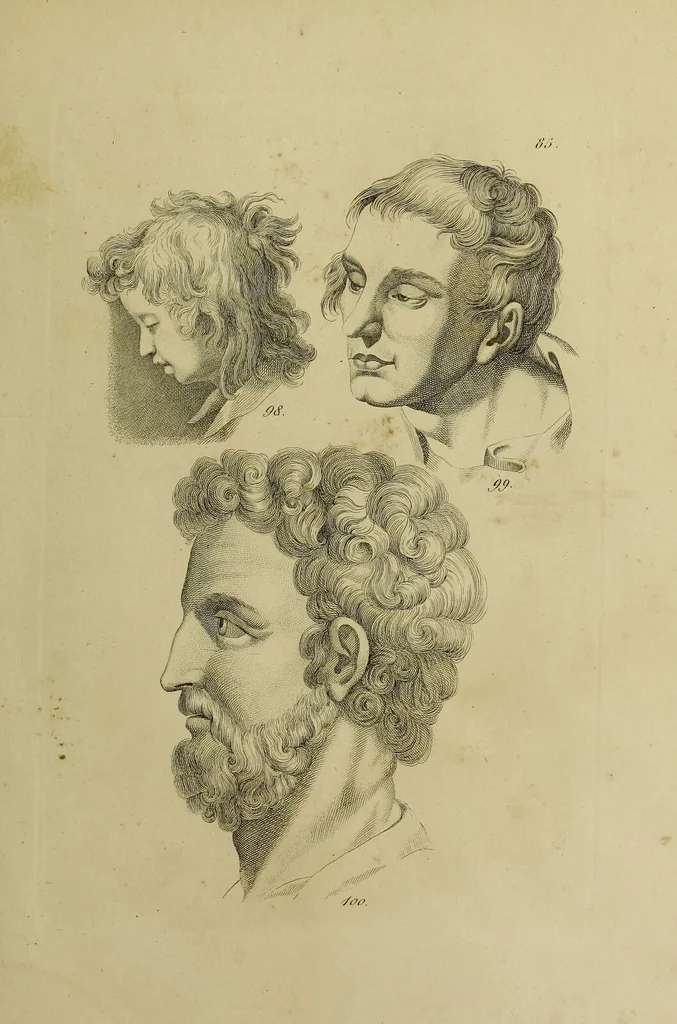 An illustration from La physiognomonie, ou l'art de connaître les hommes d'après les traits de leur physionomie, leurs rupports avec les divers animaux, leur penchans. ... / Lavater., 1841, leaf 485