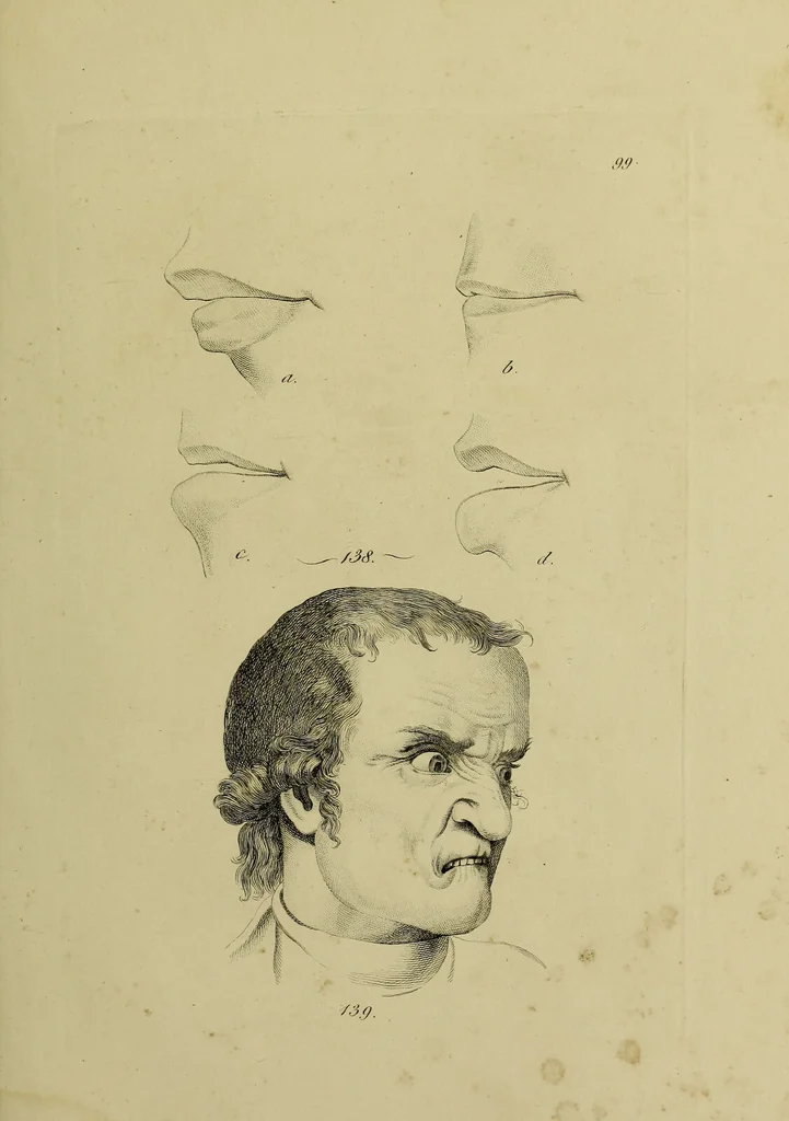 An illustration from La physiognomonie, ou l'art de connaître les hommes d'après les traits de leur physionomie, leurs rupports avec les divers animaux, leur penchans. ... / Lavater., 1841, leaf 513