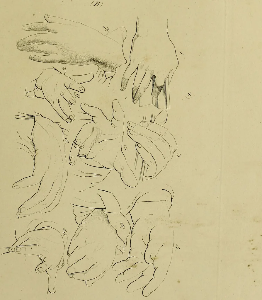 An illustration from La physiognomonie, ou l'art de connaître les hommes d'après les traits de leur physionomie, leurs rupports avec les divers animaux, leur penchans. ... / Lavater., 1841, leaf 525