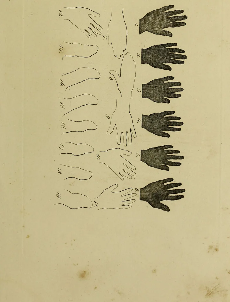 An illustration from La physiognomonie, ou l'art de connaître les hommes d'après les traits de leur physionomie, leurs rupports avec les divers animaux, leur penchans. ... / Lavater., 1841, leaf 529