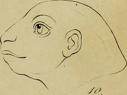 An illustration from La physiognomonie, ou l'art de connaître les hommes d'après les traits de leur physionomie, leurs rupports avec les divers animaux, leur penchans. ... / Lavater., 1841, leaf 551