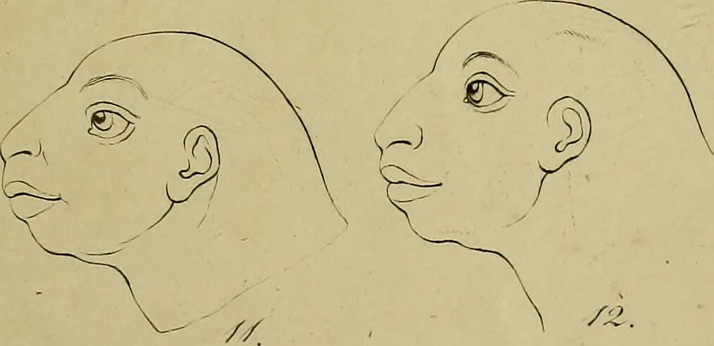 An illustration from La physiognomonie, ou l'art de connaître les hommes d'après les traits de leur physionomie, leurs rupports avec les divers animaux, leur penchans. ... / Lavater., 1841, leaf 551