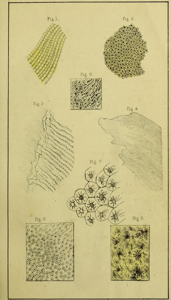 An illustration from On the structure, economy, and pathology of the human teeth, : with careful instructions for their preservation and culture, and concise descriptions of the best modes of surgical treatment, equally adapted to the uses of the medical practitioner, the student in medicine, and of the public. / By William Lintott., 1841, leaf 39