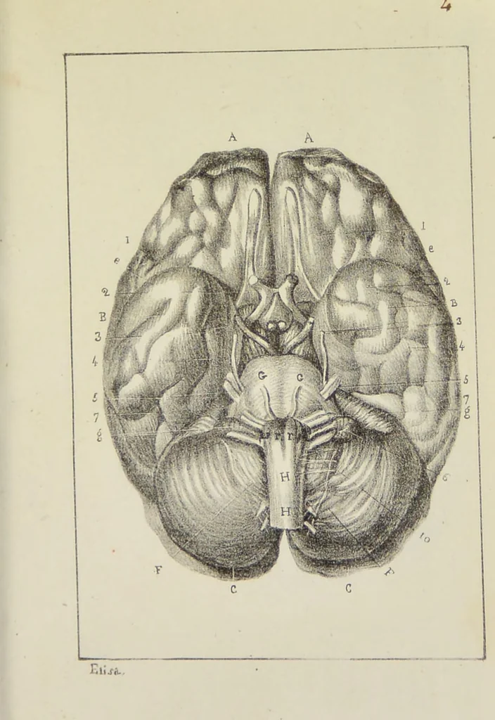 An illustration from Nuevo manual de frenolojía, escrito en inglés ... / puesto en francés con numerosas notas por el Doctor J. Fossati ... y traducido al español por Don José de Garaycoechea., 1840, leaf 335