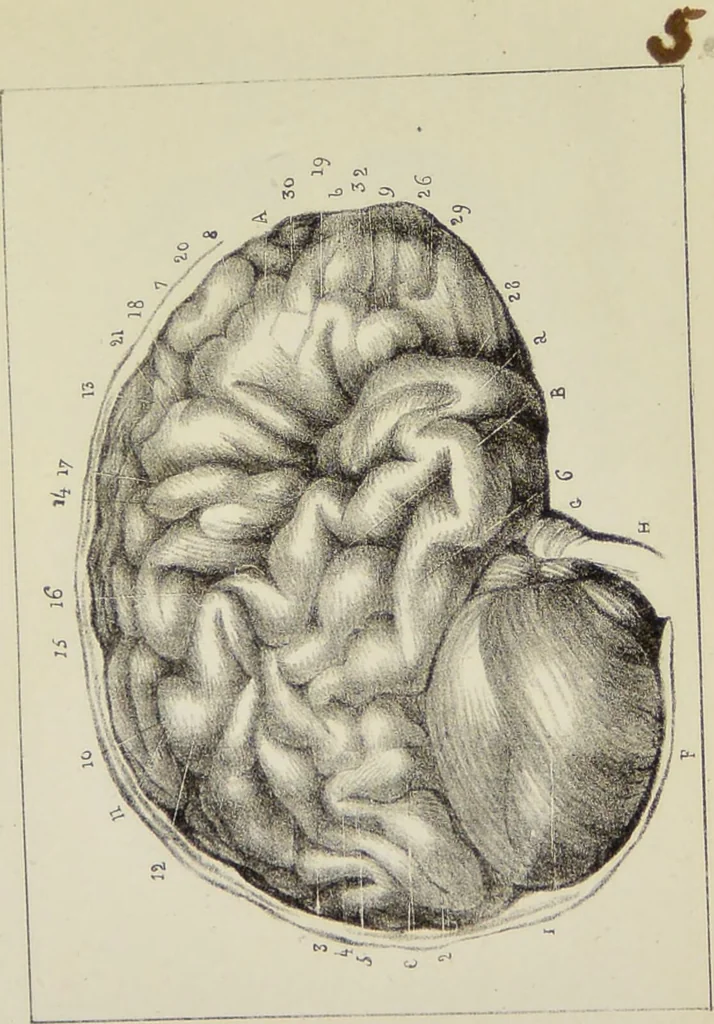 An illustration from Nuevo manual de frenolojía, escrito en inglés ... / puesto en francés con numerosas notas por el Doctor J. Fossati ... y traducido al español por Don José de Garaycoechea., 1840, leaf 337