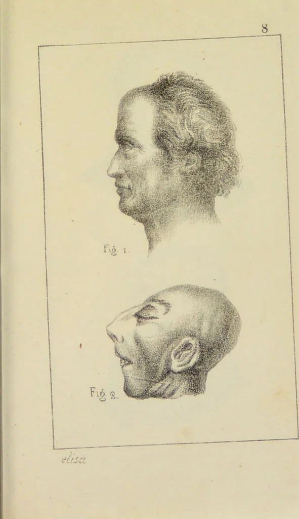 An illustration from Nuevo manual de frenolojía, escrito en inglés ... / puesto en francés con numerosas notas por el Doctor J. Fossati ... y traducido al español por Don José de Garaycoechea., 1840, leaf 343