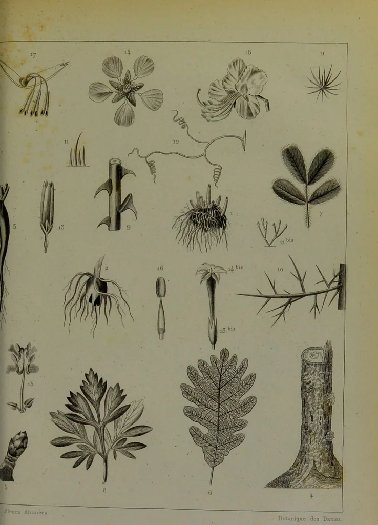 An illustration from Les fleurs animées / par J.J. Grandville ; introductions par Alph. Karr ; texte par Taxile Delord., 1847, leaf 273