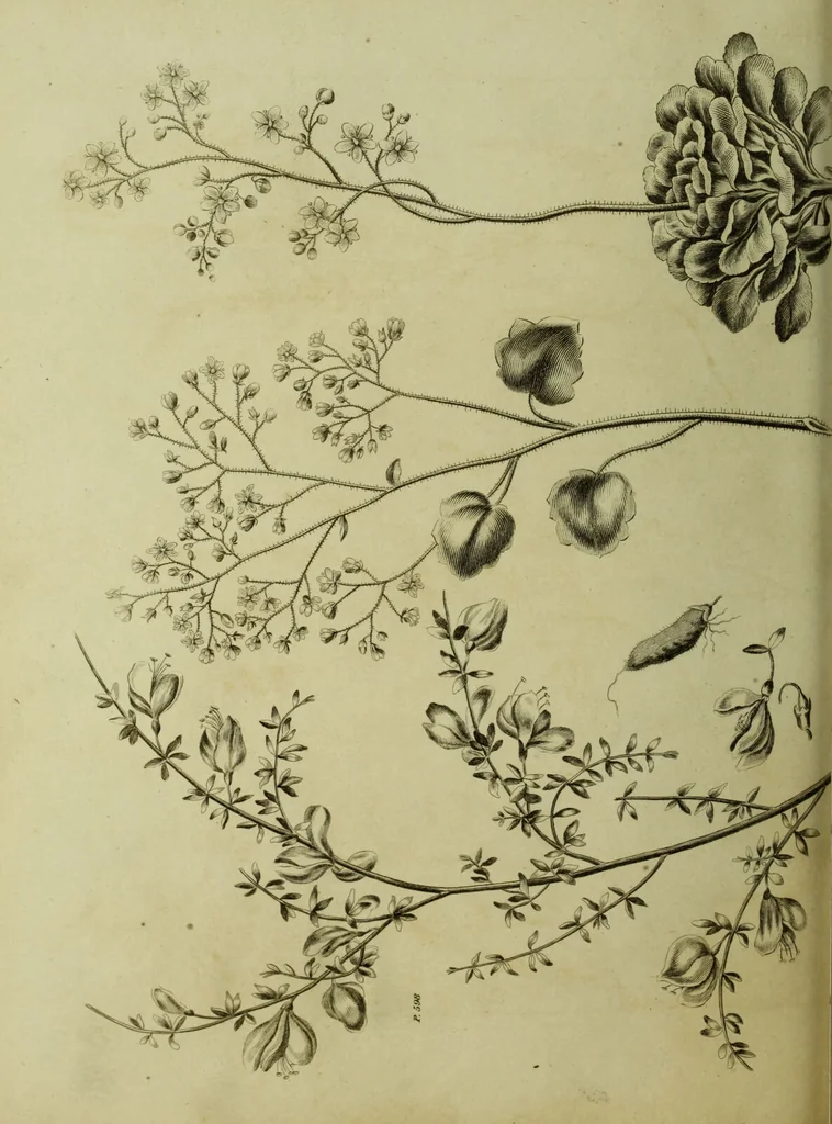 An illustration from The universal herbal; or, botanical, medical, and agricultural dictionary / [Thomas Green]., 1828, leaf 102