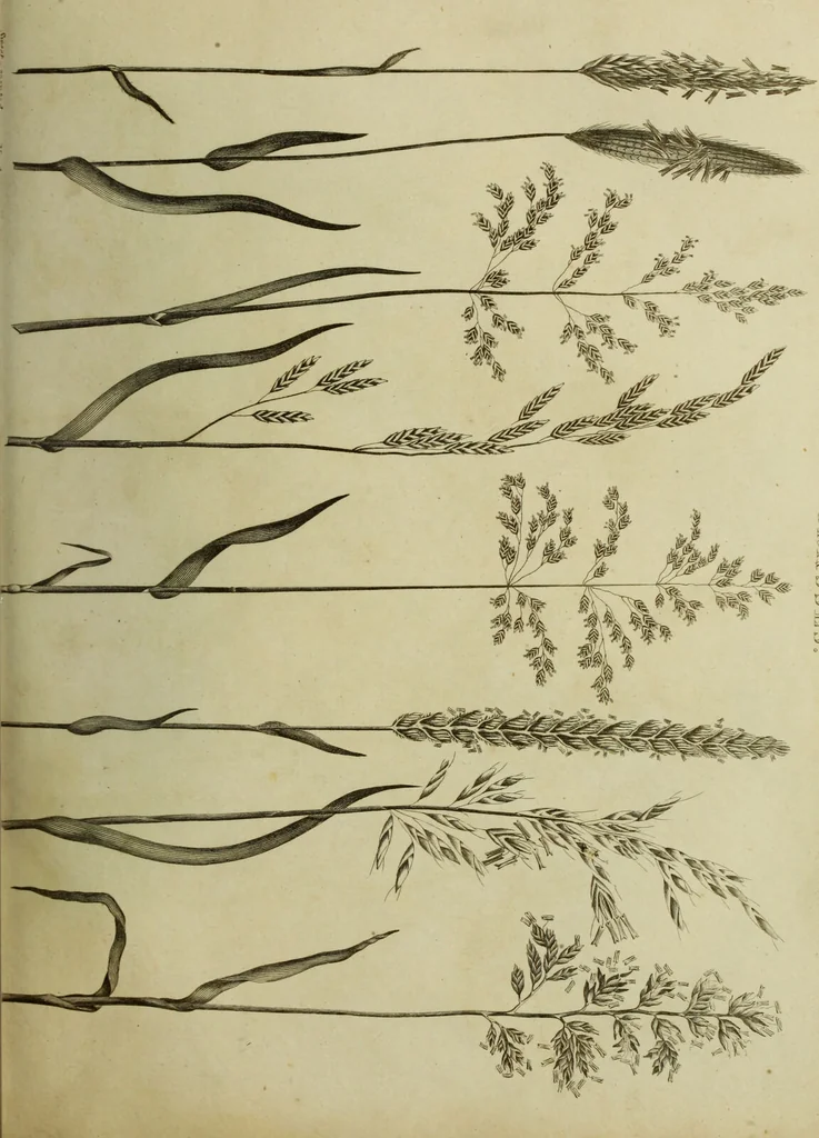 An illustration from The universal herbal; or, botanical, medical, and agricultural dictionary / [Thomas Green]., 1828, leaf 103