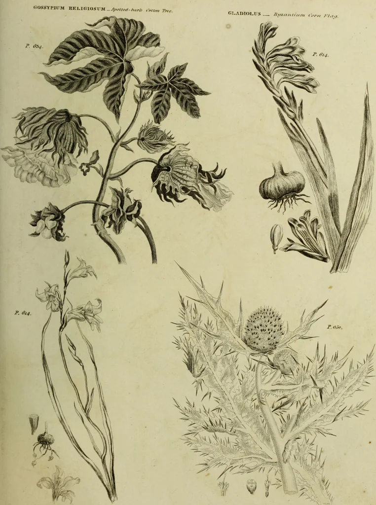 An illustration from The universal herbal; or, botanical, medical, and agricultural dictionary / [Thomas Green]., 1828, leaf 107