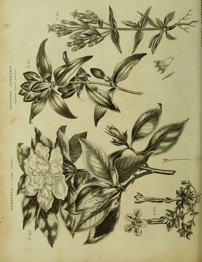 An illustration from The universal herbal; or, botanical, medical, and agricultural dictionary / [Thomas Green]., 1828, leaf 110