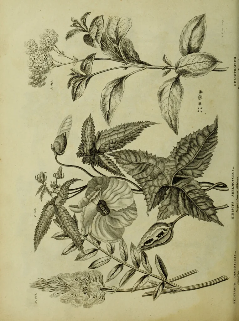 An illustration from The universal herbal; or, botanical, medical, and agricultural dictionary / [Thomas Green]., 1828, leaf 112