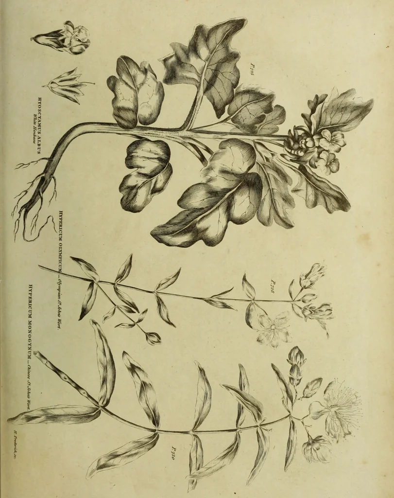 An illustration from The universal herbal; or, botanical, medical, and agricultural dictionary / [Thomas Green]., 1828, leaf 113