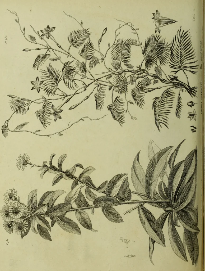 An illustration from The universal herbal; or, botanical, medical, and agricultural dictionary / [Thomas Green]., 1828, leaf 116