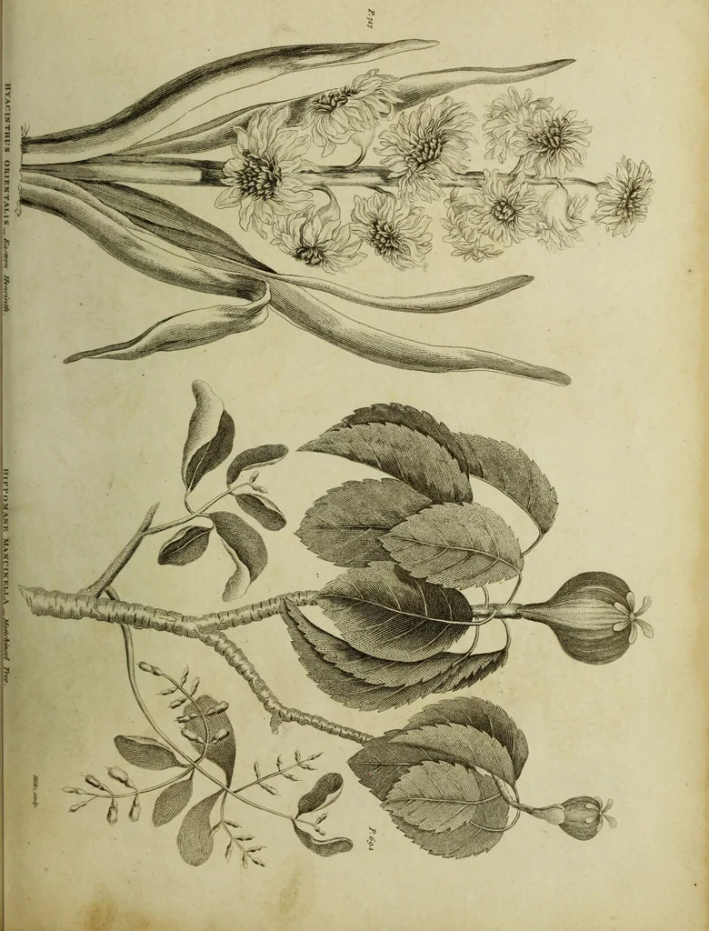 An illustration from The universal herbal; or, botanical, medical, and agricultural dictionary / [Thomas Green]., 1828, leaf 117