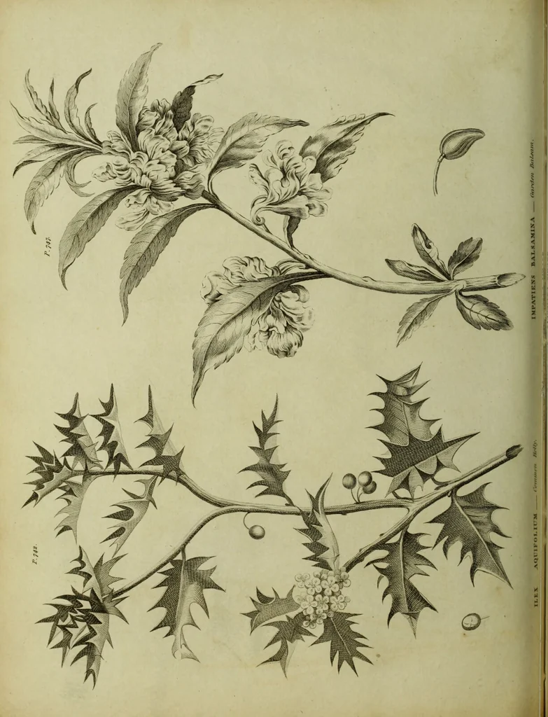 An illustration from The universal herbal; or, botanical, medical, and agricultural dictionary / [Thomas Green]., 1828, leaf 120