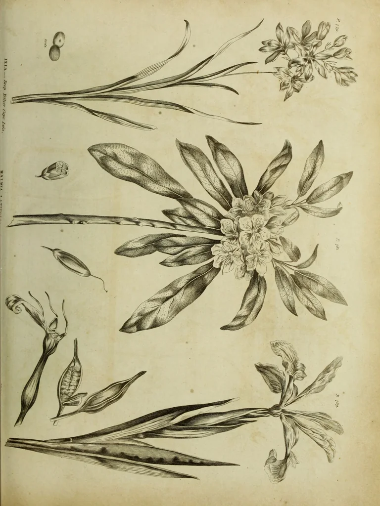 An illustration from The universal herbal; or, botanical, medical, and agricultural dictionary / [Thomas Green]., 1828, leaf 121