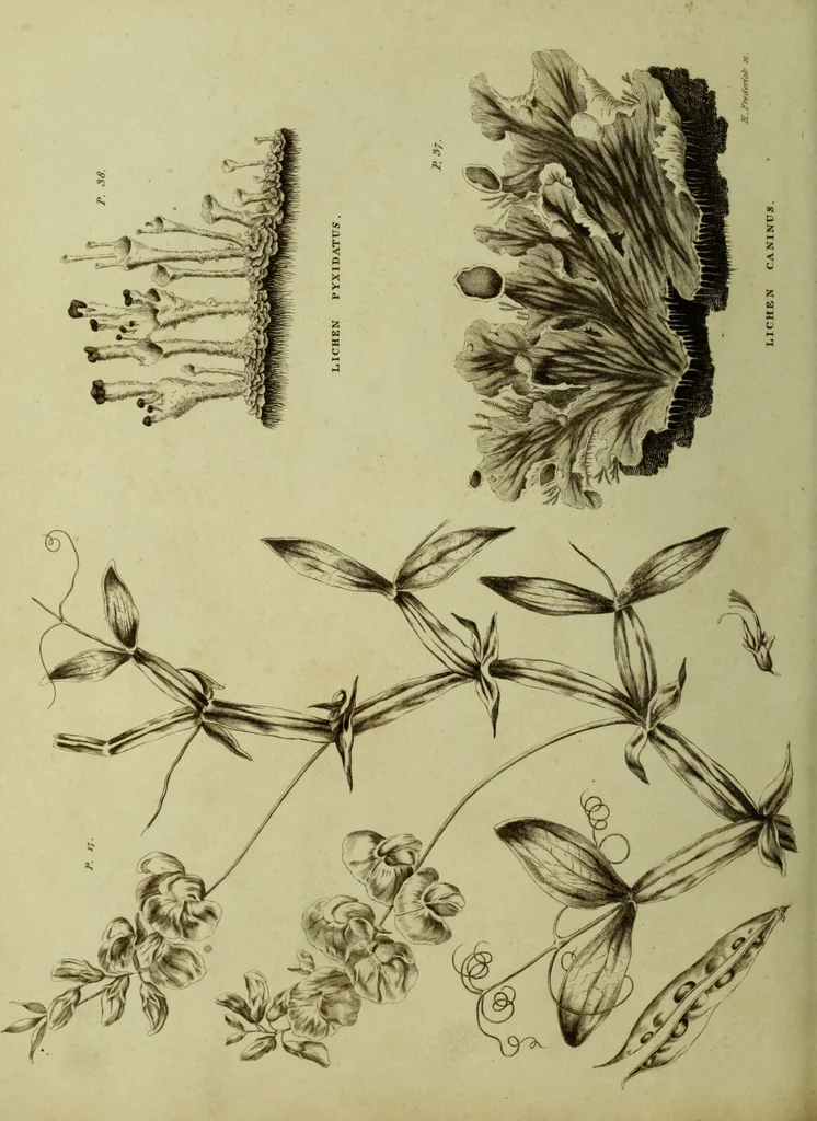 An illustration from The universal herbal; or, botanical, medical, and agricultural dictionary / [Thomas Green]., 1828, leaf 140