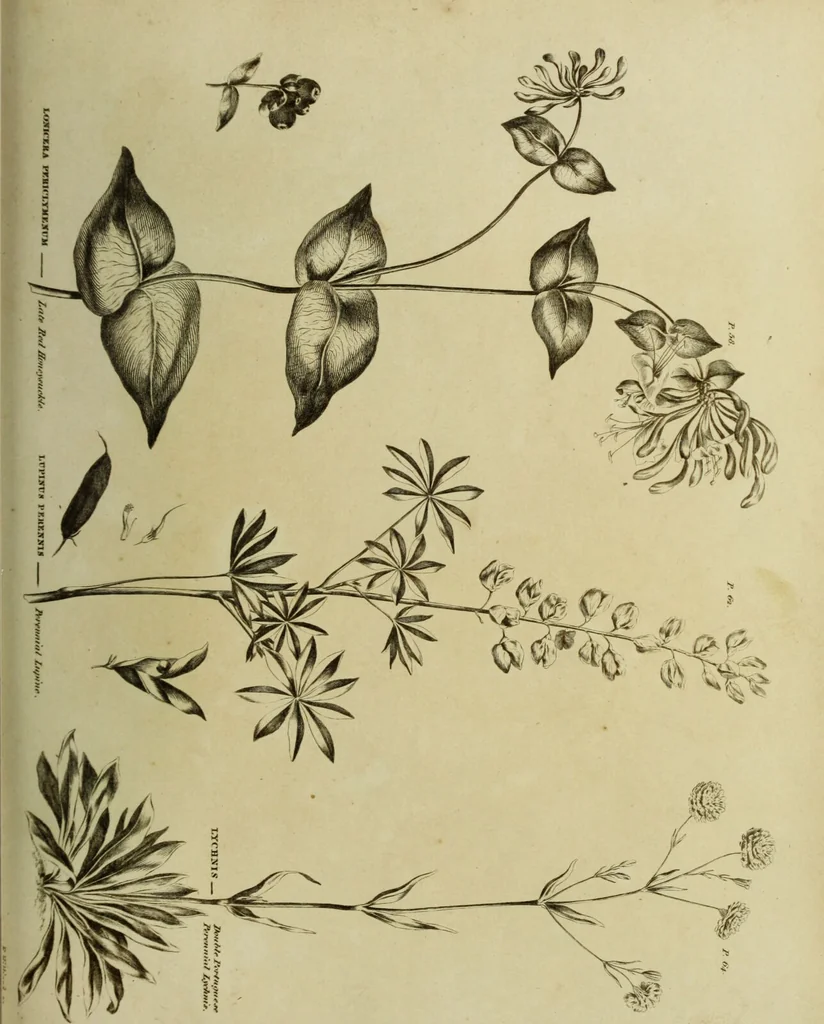 An illustration from The universal herbal; or, botanical, medical, and agricultural dictionary / [Thomas Green]., 1828, leaf 141