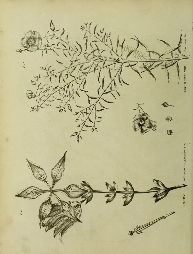 An illustration from The universal herbal; or, botanical, medical, and agricultural dictionary / [Thomas Green]., 1828, leaf 144