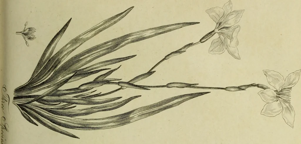 An illustration from The universal herbal; or, botanical, medical, and agricultural dictionary / [Thomas Green]., 1828, leaf 145