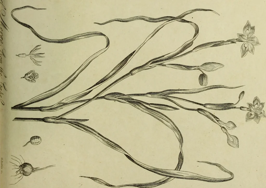 An illustration from The universal herbal; or, botanical, medical, and agricultural dictionary / [Thomas Green]., 1828, leaf 145