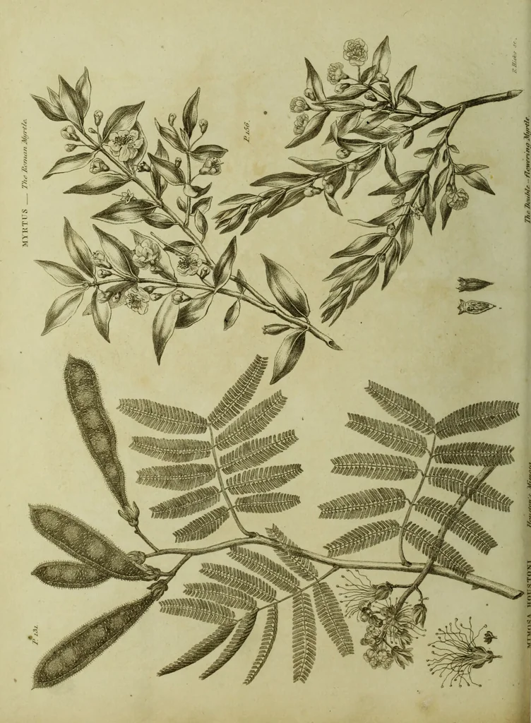 An illustration from The universal herbal; or, botanical, medical, and agricultural dictionary / [Thomas Green]., 1828, leaf 148