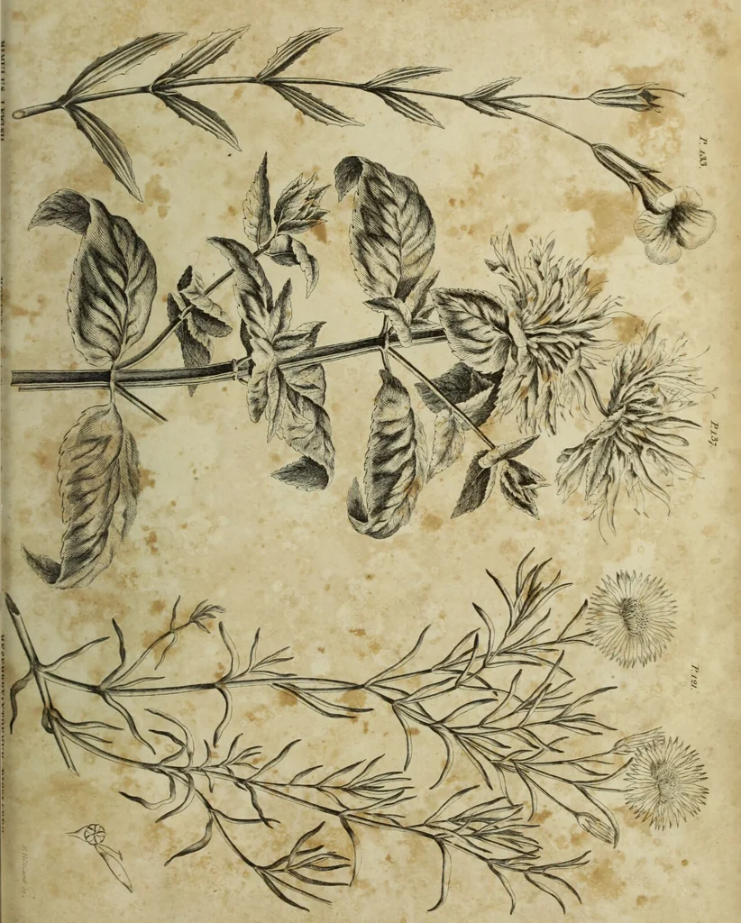 An illustration from The universal herbal; or, botanical, medical, and agricultural dictionary / [Thomas Green]., 1828, leaf 149