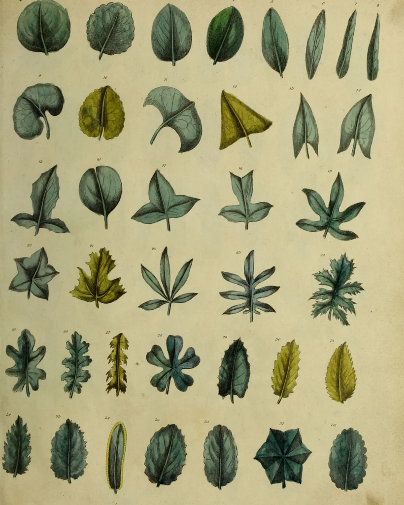An illustration from The universal herbal; or, botanical, medical, and agricultural dictionary / [Thomas Green]., 1828, leaf 15
