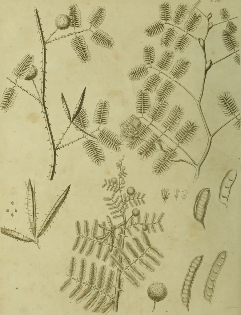 An illustration from The universal herbal; or, botanical, medical, and agricultural dictionary / [Thomas Green]., 1828, leaf 152