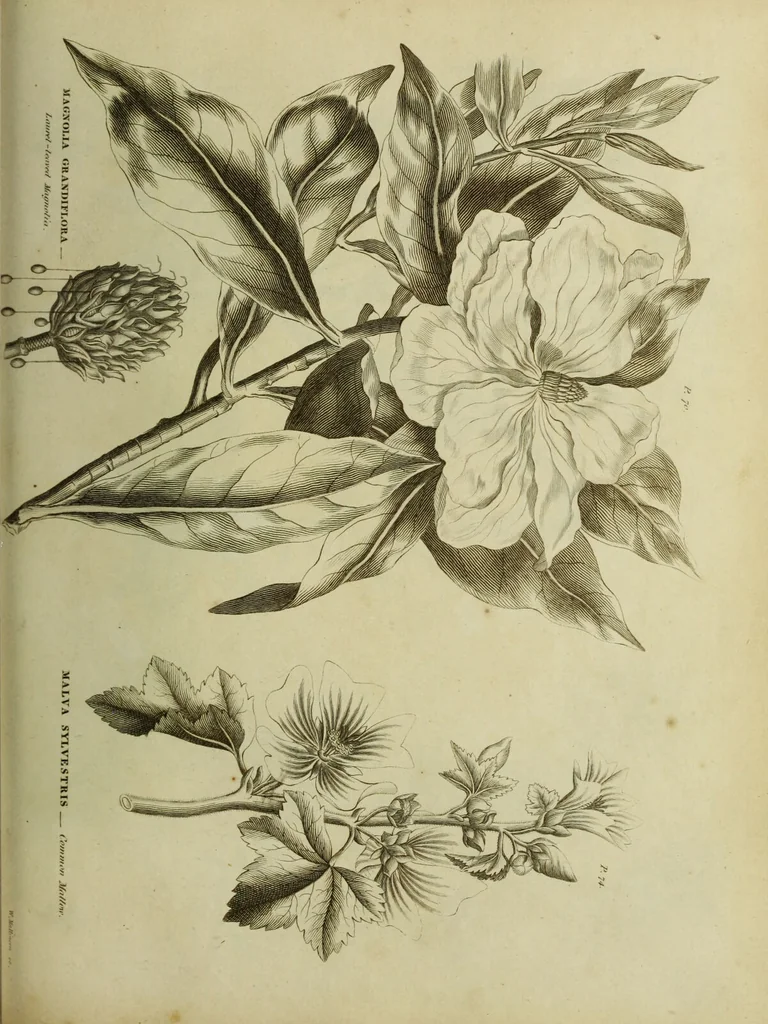 An illustration from The universal herbal; or, botanical, medical, and agricultural dictionary / [Thomas Green]., 1828, leaf 153