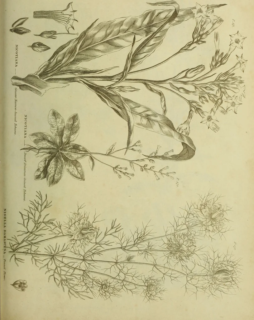 An illustration from The universal herbal; or, botanical, medical, and agricultural dictionary / [Thomas Green]., 1828, leaf 155