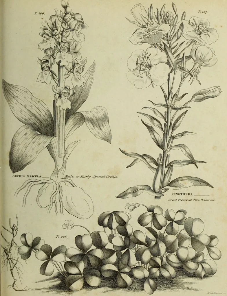 An illustration from The universal herbal; or, botanical, medical, and agricultural dictionary / [Thomas Green]., 1828, leaf 157