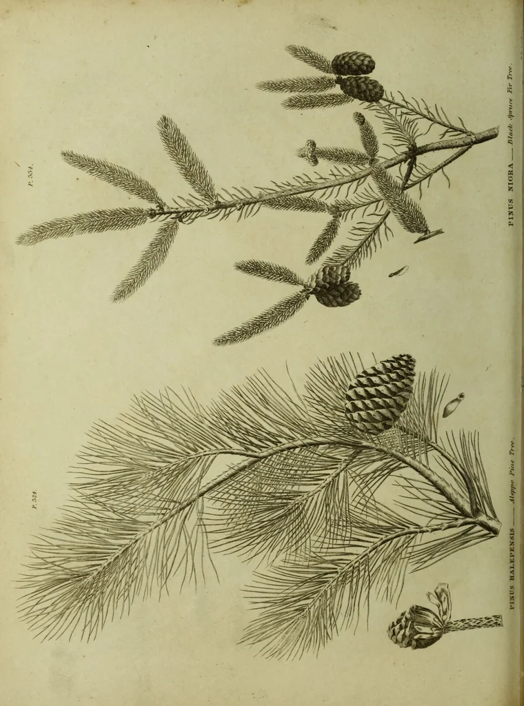 An illustration from The universal herbal; or, botanical, medical, and agricultural dictionary / [Thomas Green]., 1828, leaf 160