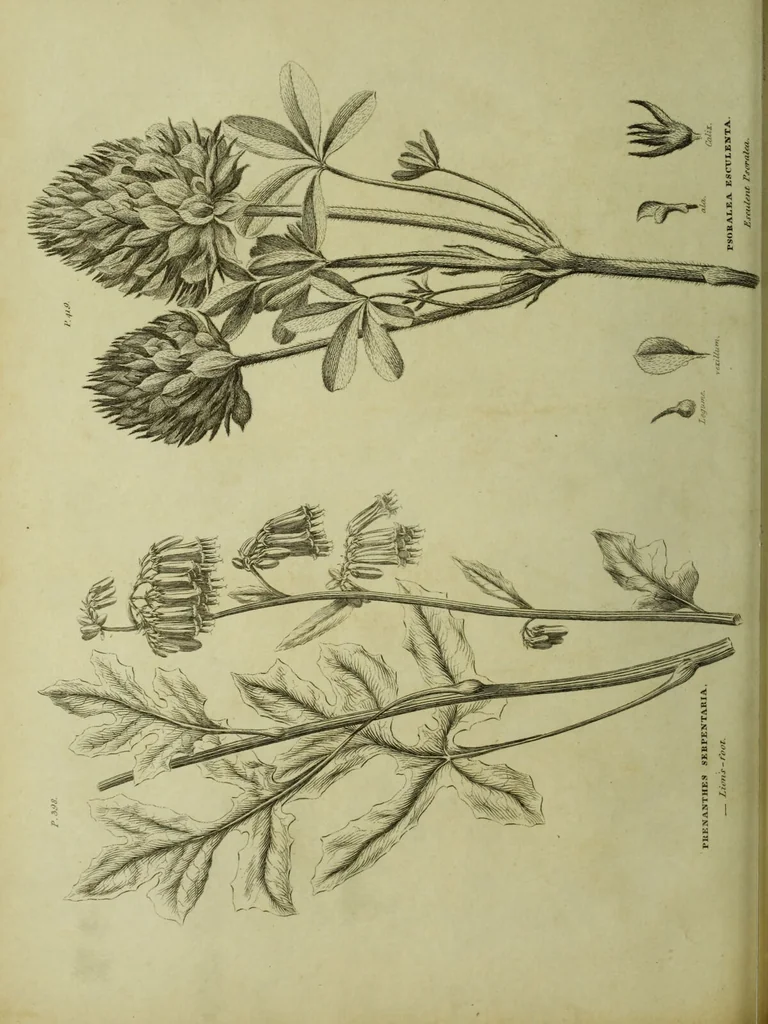 An illustration from The universal herbal; or, botanical, medical, and agricultural dictionary / [Thomas Green]., 1828, leaf 164