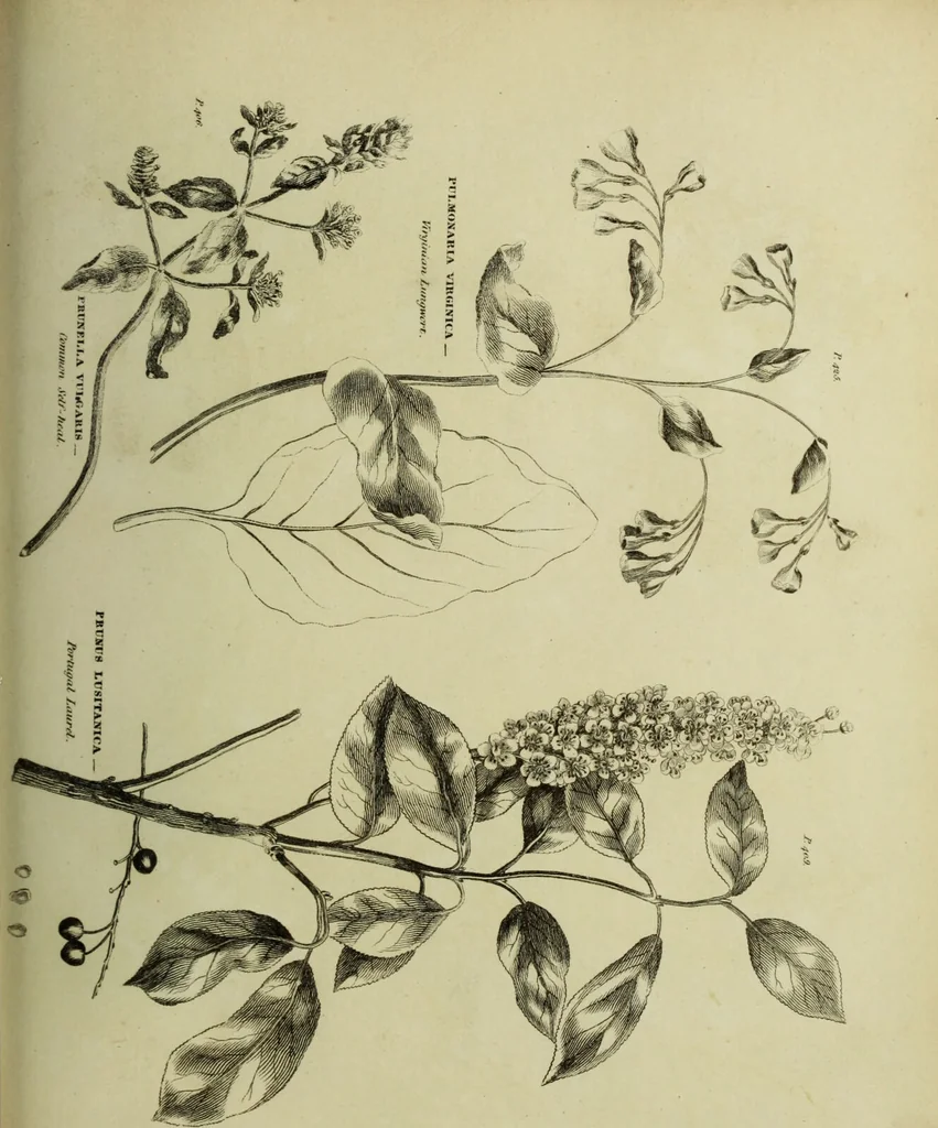 An illustration from The universal herbal; or, botanical, medical, and agricultural dictionary / [Thomas Green]., 1828, leaf 165