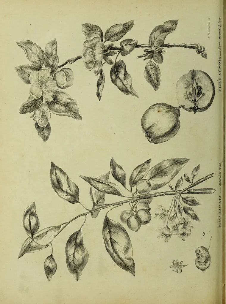 An illustration from The universal herbal; or, botanical, medical, and agricultural dictionary / [Thomas Green]., 1828, leaf 168