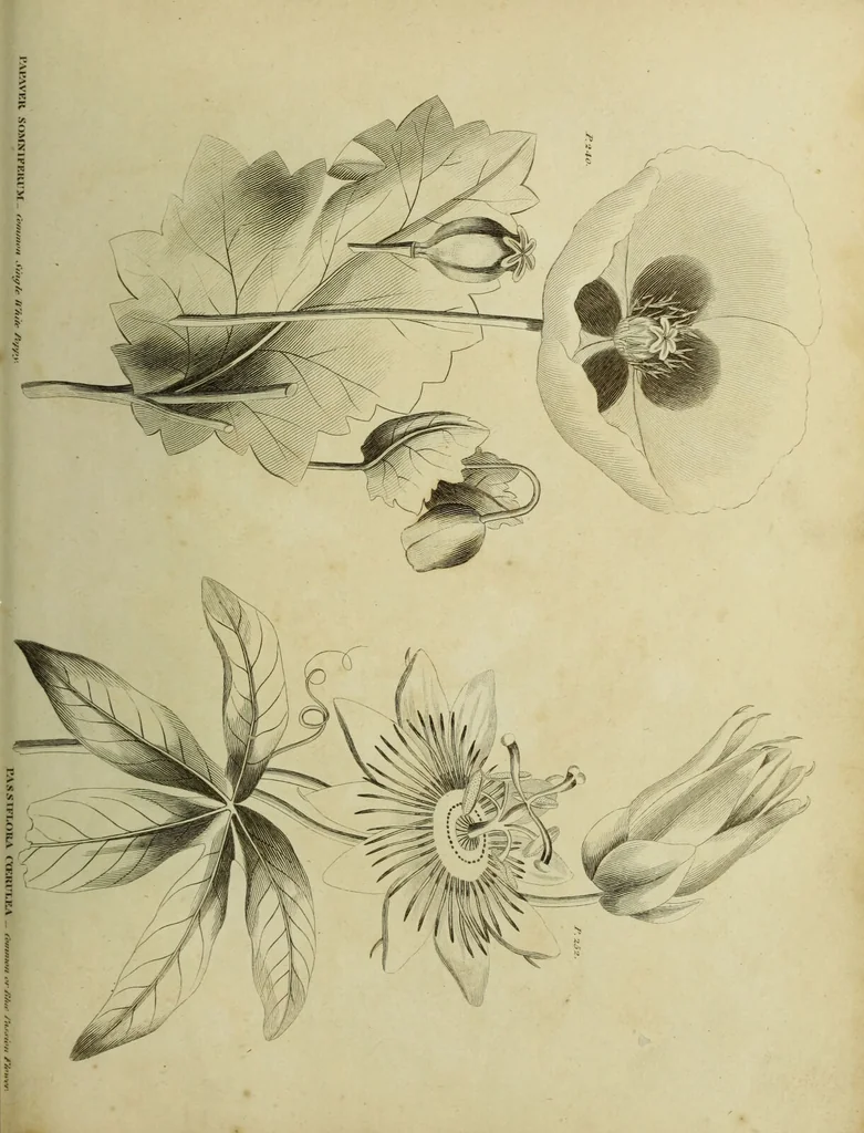 An illustration from The universal herbal; or, botanical, medical, and agricultural dictionary / [Thomas Green]., 1828, leaf 169