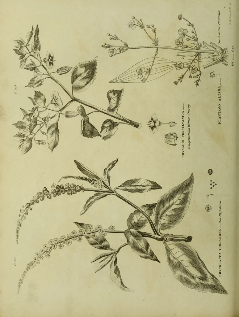 An illustration from The universal herbal; or, botanical, medical, and agricultural dictionary / [Thomas Green]., 1828, leaf 172